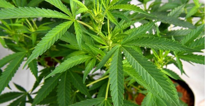 Marihuana legalizirana u još jednoj američkoj državi